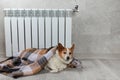 A corgi dog wrapped in a blanket warms itself near a warm radiator.