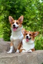 Corgi dogs