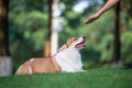 Corgi dogs playing in the Park Royalty Free Stock Photo