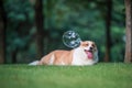 Corgi dogs playing in the Park Royalty Free Stock Photo