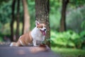 Corgi dogs playing in the Park Royalty Free Stock Photo