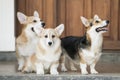 Corgi dogs standing in front of the door