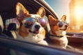 Corgi dogs in sunglasses riding in a car