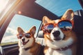 Corgi dogs in sunglasses riding in a car