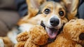 Corgi excitedly brings its cherished toy to engage in playful interaction with its happy owner Royalty Free Stock Photo