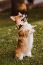 Corgi executes the command Royalty Free Stock Photo