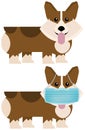 Corgi with and without Face Mask Illustration Royalty Free Stock Photo