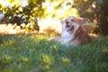 Corgi fluffy portrait