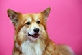 Corgi fluffy portrait