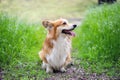 corgi fluffy portrait