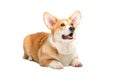 Corgi Fluffy Dog Isolated