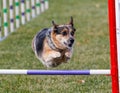 Corgi going over a jump Royalty Free Stock Photo