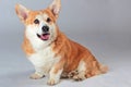 corgi on a gray background in the studio shooting Royalty Free Stock Photo