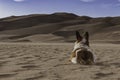 Corgi at Great Sand Dunes, Colorado