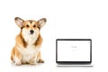 corgi looking at camera and sitting near laptop with google website on screen