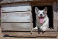 Corgi in old dog house Royalty Free Stock Photo