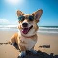 Corgi Pembroke puppy on sea coast. Dog beach and walking concept. World Pet Day. Concept image for veterinary clinics Royalty Free Stock Photo