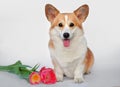 Corgi pembroke smile on white background with pink tulips