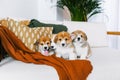 Corgi puppies on home couch Royalty Free Stock Photo