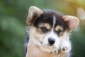 Corgi puppy baby dog in hand in summer sunny day Royalty Free Stock Photo