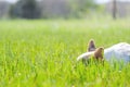 Corgi puppy dog ears in grass Royalty Free Stock Photo