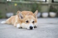 Corgi puppy dog lay down on the floor in summer sunny day Royalty Free Stock Photo