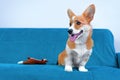 Corgi puppy dog sits on couch next to soft toy teasing, prank, shows tongue