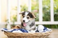 Corgi puppy or dog sitting in a basket in a sunny day happily