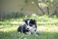 Corgi puppy dog sitting on the grass in summer sunny day Royalty Free Stock Photo