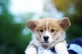 Corgi puppy, dog in summer sunny day