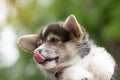 Corgi puppy dog in summer sunny day