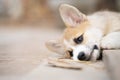 Corgi puppy dog waiting or lying  in summer sunny day Royalty Free Stock Photo