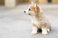 Corgi puppy a little dog sitting in summer sunny day Royalty Free Stock Photo