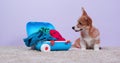 Dog corgi suitcase collecting property on vacation tiresome packing of luggage