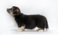 Corgi puppy Royalty Free Stock Photo