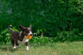 A corgi puppy runs on the grass. The dog is playing with a ball Royalty Free Stock Photo