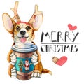 Corgi puppy in Santa Claus hat. Dog with coffee and deer horns. Christmas. New year postcard Royalty Free Stock Photo