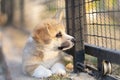 Corgi puppy sit stay and calm in the cage, nobody, lonely, cute dog