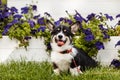 Corgi Royalty Free Stock Photo