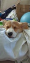 Corgi puppy sleeping cuteness overload