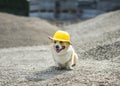 Corgi puppy in a yellow construction helmet sits on a pile of rubble at a construction site