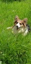 Corgi rileks Royalty Free Stock Photo