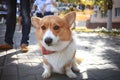 Corgi small dog Royalty Free Stock Photo