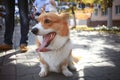 Corgi small dog Royalty Free Stock Photo