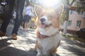 Corgi small dog Royalty Free Stock Photo