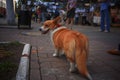 Corgi small dog Royalty Free Stock Photo