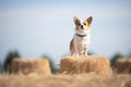 corgi standing on a hay bale