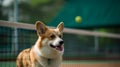 corgi on the tennis court with tennis balls