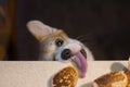 Corgi tries to eat a patty