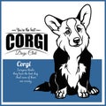 Corgi - vector illustration for t-shirt, logo and template badges